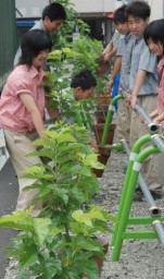 桑の鉢植えを置く富岡実業高校の生徒たち 