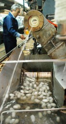 新しい蚕品種「上州絹星」の繭の製糸作業