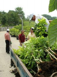 都市緑化フェアの桑を持ち帰る六合村の「赤岩ふれあいの里委員会」の会員たち