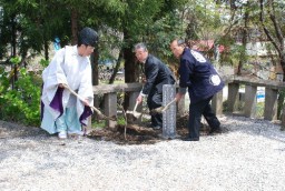 枝垂桑に土をかける和田宮司（左）と小林理事長（中）、総代の本多さん