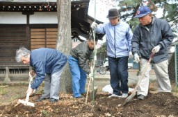 春日神社に桑苗を植える保存会員  