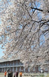 れんが造りの建物を桜彩る富岡製糸場 