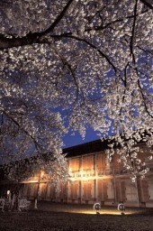 満開の夜桜　製糸場彩る＝富岡市・旧官営富岡製糸場 
