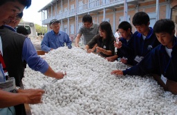 汚れの付いた繭を取り除く生徒ら＝４日、富岡製糸場 