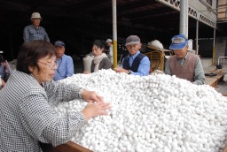 「ぐんま細」の繭を選別する養蚕農家ら＝富岡製糸場