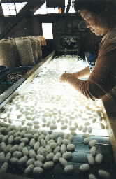 汚れた繭やいびつな繭を取り除く「選繭」と呼ばれる作業。選りすぐられた繭だけが煮られて糸になる＝松井田町の碓氷製糸