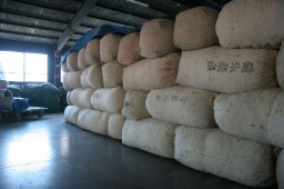 一時的に乾燥場に収納されている繭の袋。今年は昨年の２倍近い入荷量となった