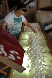 製糸前に汚れた繭などを取り除く選繭作業。質の良い生糸を作るには重要な工程だ