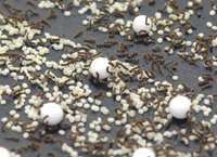 蚕種の殻（白くて小さい粒）からはい出した黒い毛蚕。体長３ミリ前後。大きい球形は紙包みがつぶれないための支え